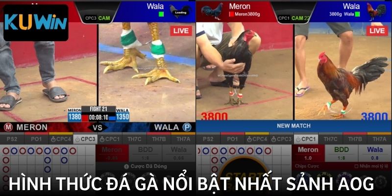 Thưởng thức mọi thể loại đá gà đỉnh cao