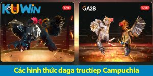 Đá gà Campuchia – Một sân chơi sôi động giúp bạn kiếm tiền nhanh