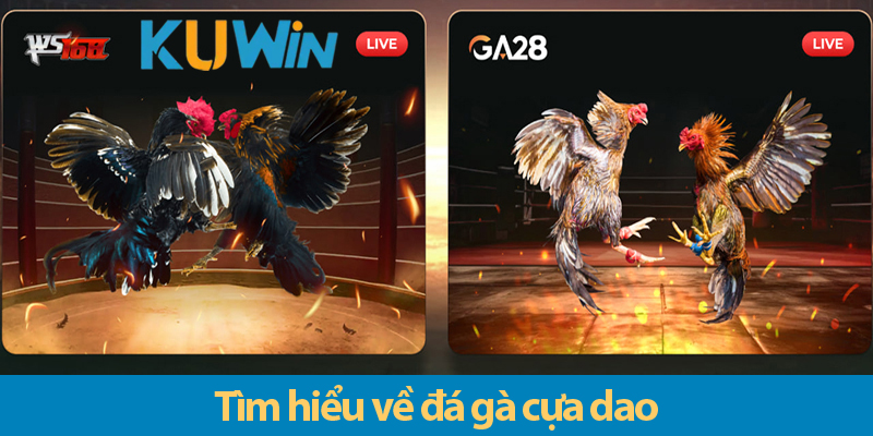 Đá gà cựa dao truc tiep: Trải nghiệm cá cược đầy kịch tính và cơ hội phát tài